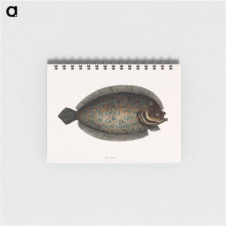 アートメモ帳-Sole Fish
 - マーク ケイツビー Memo.