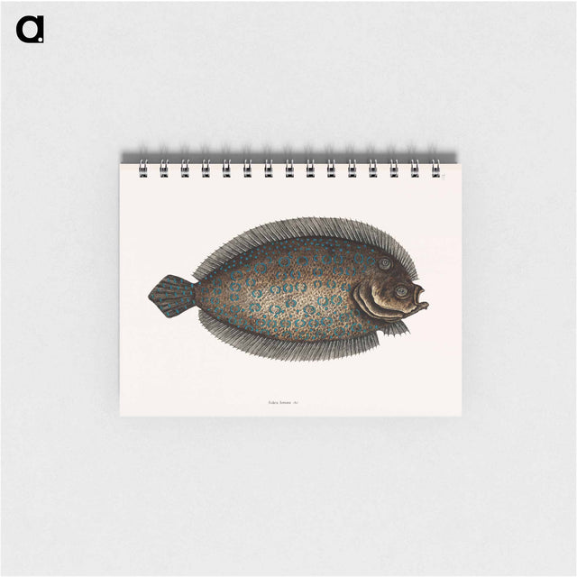 アートメモ帳-Sole Fish
 - マーク ケイツビー Memo.