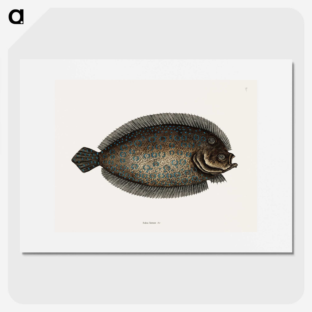 1-76_Mark-Catesby_picture
