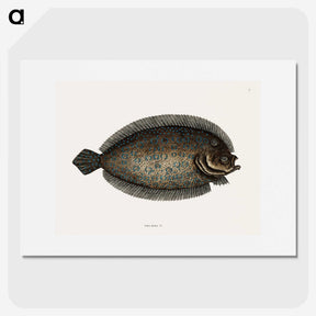 1-76_Mark-Catesby_picture