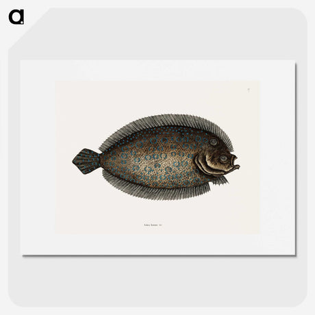 1-76_Mark-Catesby_picture