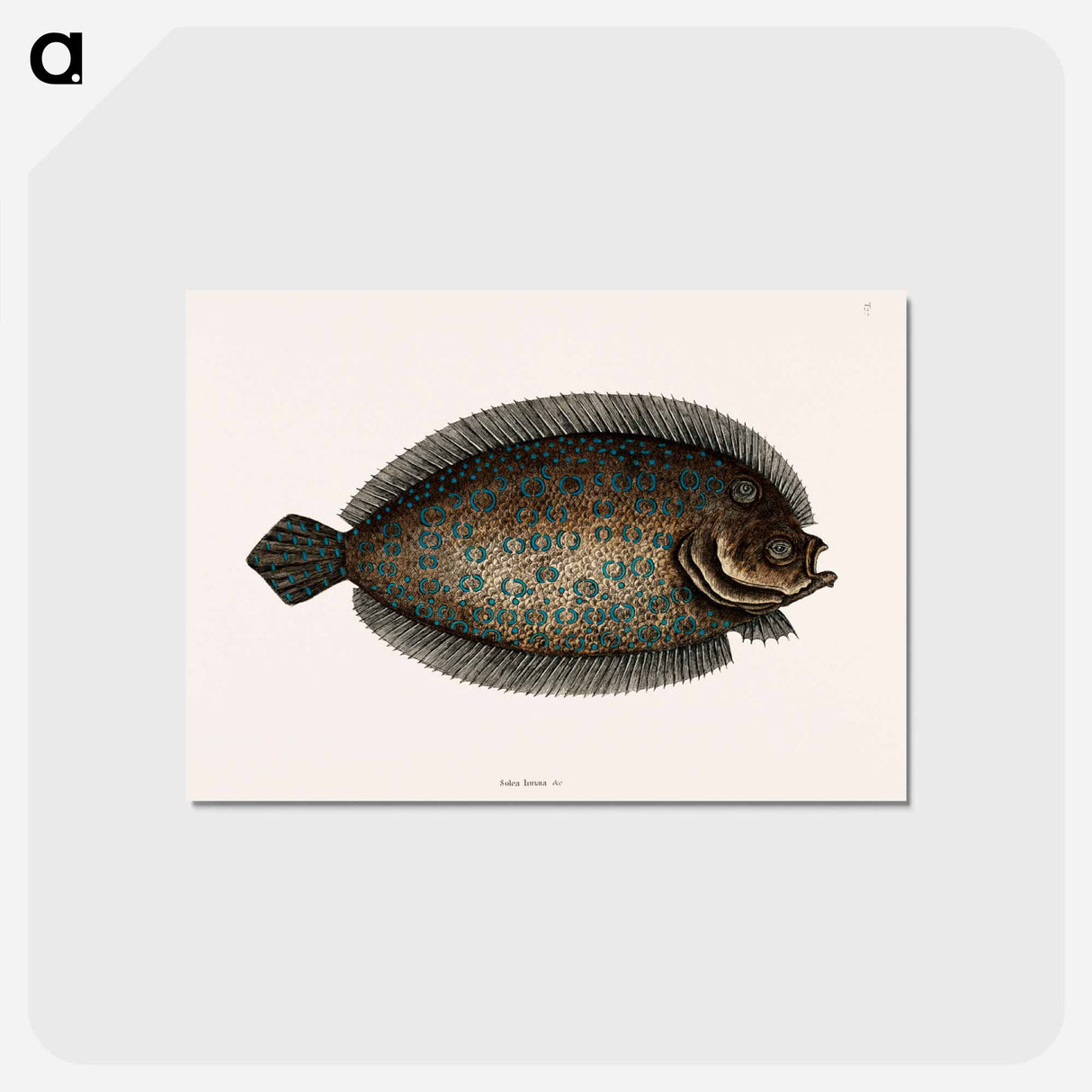 アートポストカード-Sole Fish
 - マーク ケイツビー Postcard.