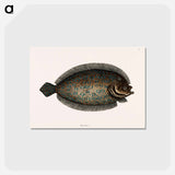 アートポストカード-Sole Fish
 - マーク ケイツビー Postcard.