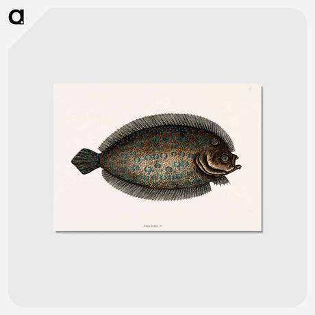 アートポストカード-Sole Fish
 - マーク ケイツビー Postcard.