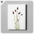 1-76_Mary-Vaux-Walcott_canvas