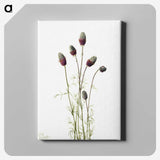 1-76_Mary-Vaux-Walcott_canvas