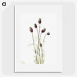 1-76_Mary-Vaux-Walcott_picture