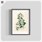 アートポスター-Bittersweet (Solanum dulcamara)
 - 薬用植物学 Poster.