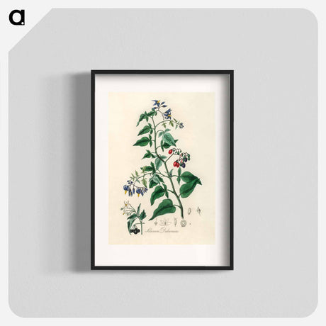 アートポスター-Bittersweet (Solanum dulcamara)
 - 薬用植物学 Poster.