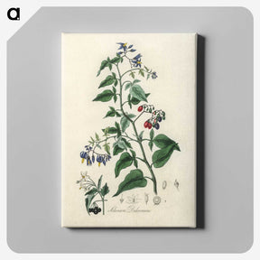 1-76_Medical-Botany_canvas