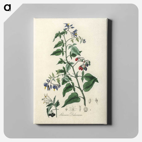 1-76_Medical-Botany_canvas