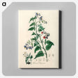 アートパネル-Bittersweet (Solanum dulcamara)
 - 薬用植物学 Canvas.