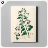 アートパネル-Bittersweet (Solanum dulcamara)
 - 薬用植物学 Canvas.