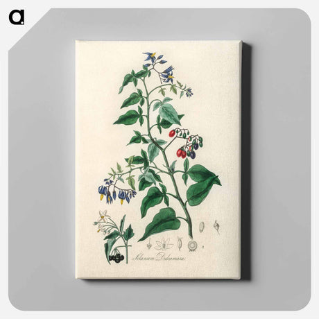 アートパネル-Bittersweet (Solanum dulcamara)
 - 薬用植物学 Canvas.