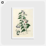 1-76_Medical-Botany_hagaki