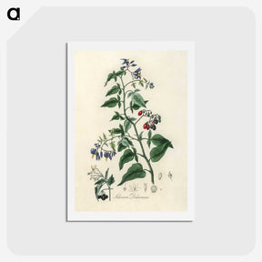 1-76_Medical-Botany_hagaki