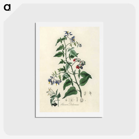 1-76_Medical-Botany_hagaki