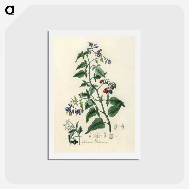 1-76_Medical-Botany_hagaki