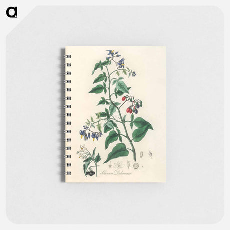 アートメモ帳-Bittersweet (Solanum dulcamara)
 - 薬用植物学 Memo.