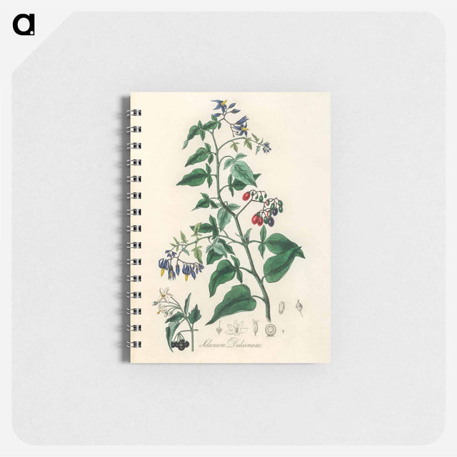 アートメモ帳-Bittersweet (Solanum dulcamara)
 - 薬用植物学 Memo.