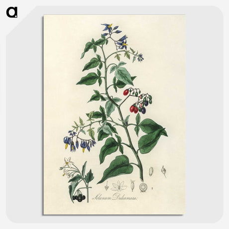 1-76_Medical-Botany_picture-crop