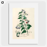 アートポスター-Bittersweet (Solanum dulcamara)
 - 薬用植物学 Poster.