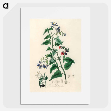 アートポスター-Bittersweet (Solanum dulcamara)
 - 薬用植物学 Poster.