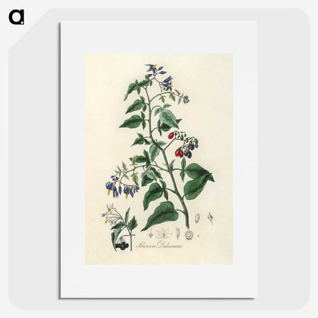 1-76_Medical-Botany_picture