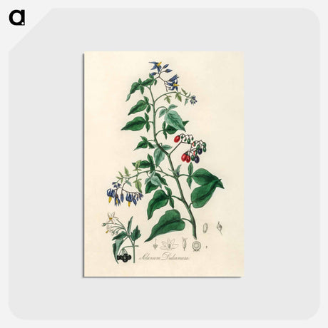 アートポストカード-Bittersweet (Solanum dulcamara)
 - 薬用植物学 Postcard.