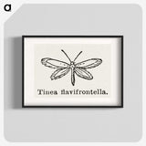 1-76_Moths-and-Butterflies-of-the-United-States_blk