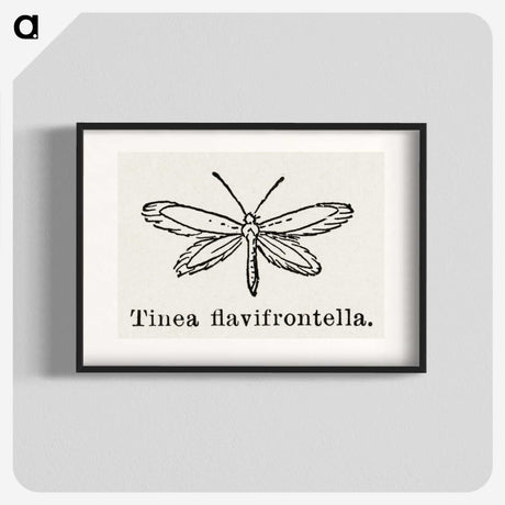 1-76_Moths-and-Butterflies-of-the-United-States_blk