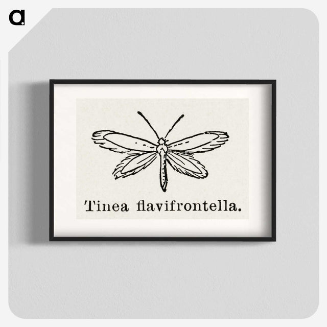 1-76_Moths-and-Butterflies-of-the-United-States_blk