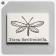 1-76_Moths-and-Butterflies-of-the-United-States_canvas