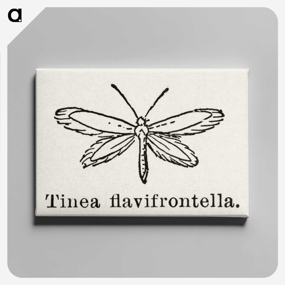 1-76_Moths-and-Butterflies-of-the-United-States_canvas