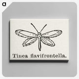 1-76_Moths-and-Butterflies-of-the-United-States_canvas