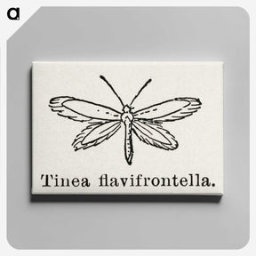 1-76_Moths-and-Butterflies-of-the-United-States_canvas