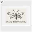 1-76_Moths-and-Butterflies-of-the-United-States_picture