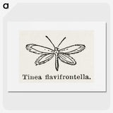 1-76_Moths-and-Butterflies-of-the-United-States_picture