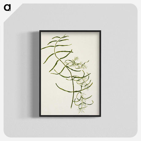 1-76_Native-Flowering-Plants-of-New-Zealand_blk-crop