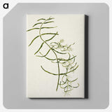 1-76_Native-Flowering-Plants-of-New-Zealand_canvas