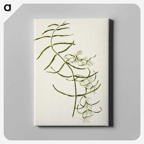 1-76_Native-Flowering-Plants-of-New-Zealand_canvas