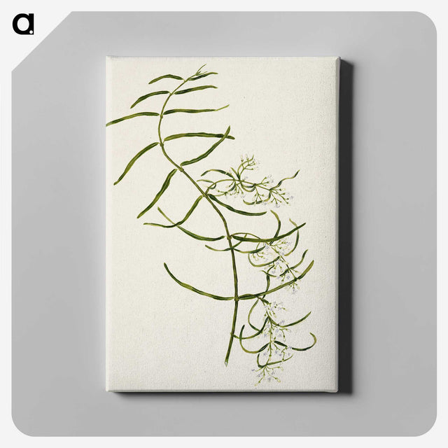 1-76_Native-Flowering-Plants-of-New-Zealand_canvas