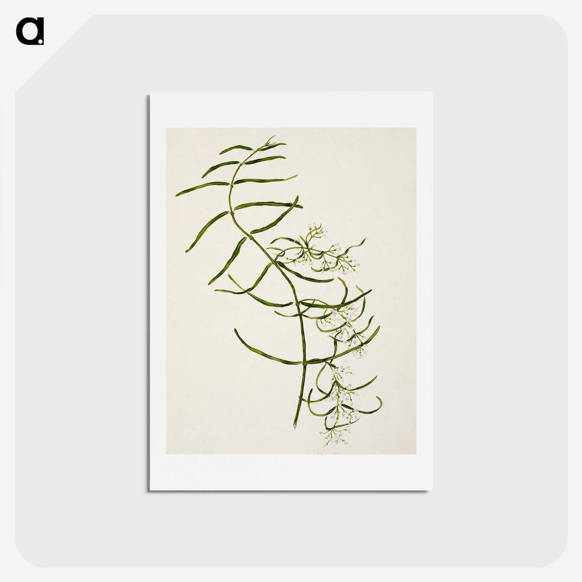 1-76_Native-Flowering-Plants-of-New-Zealand_hagaki