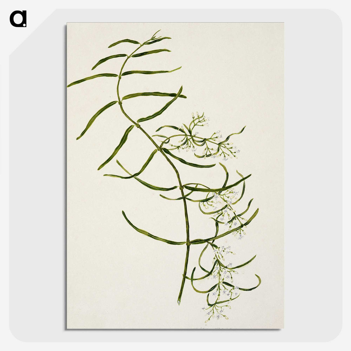 1-76_Native-Flowering-Plants-of-New-Zealand_picture-crop