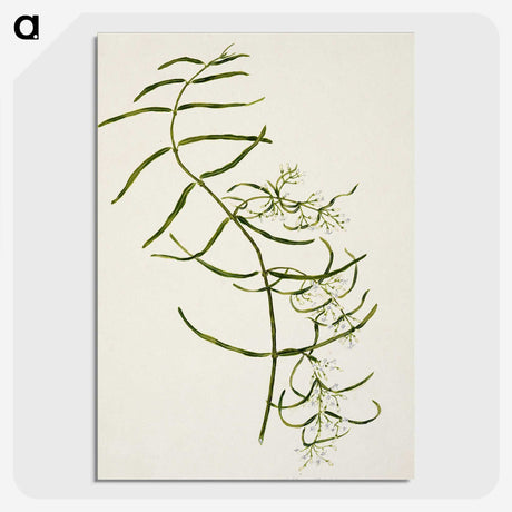 1-76_Native-Flowering-Plants-of-New-Zealand_picture-crop
