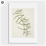 1-76_Native-Flowering-Plants-of-New-Zealand_picture