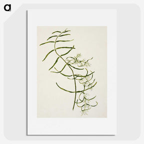 1-76_Native-Flowering-Plants-of-New-Zealand_picture