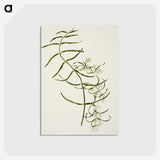 1-76_Native-Flowering-Plants-of-New-Zealand_postcard