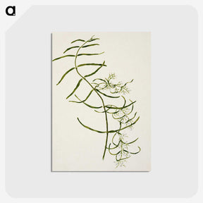 1-76_Native-Flowering-Plants-of-New-Zealand_postcard