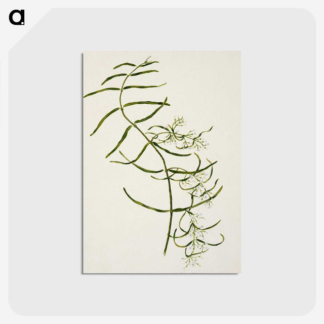 1-76_Native-Flowering-Plants-of-New-Zealand_postcard